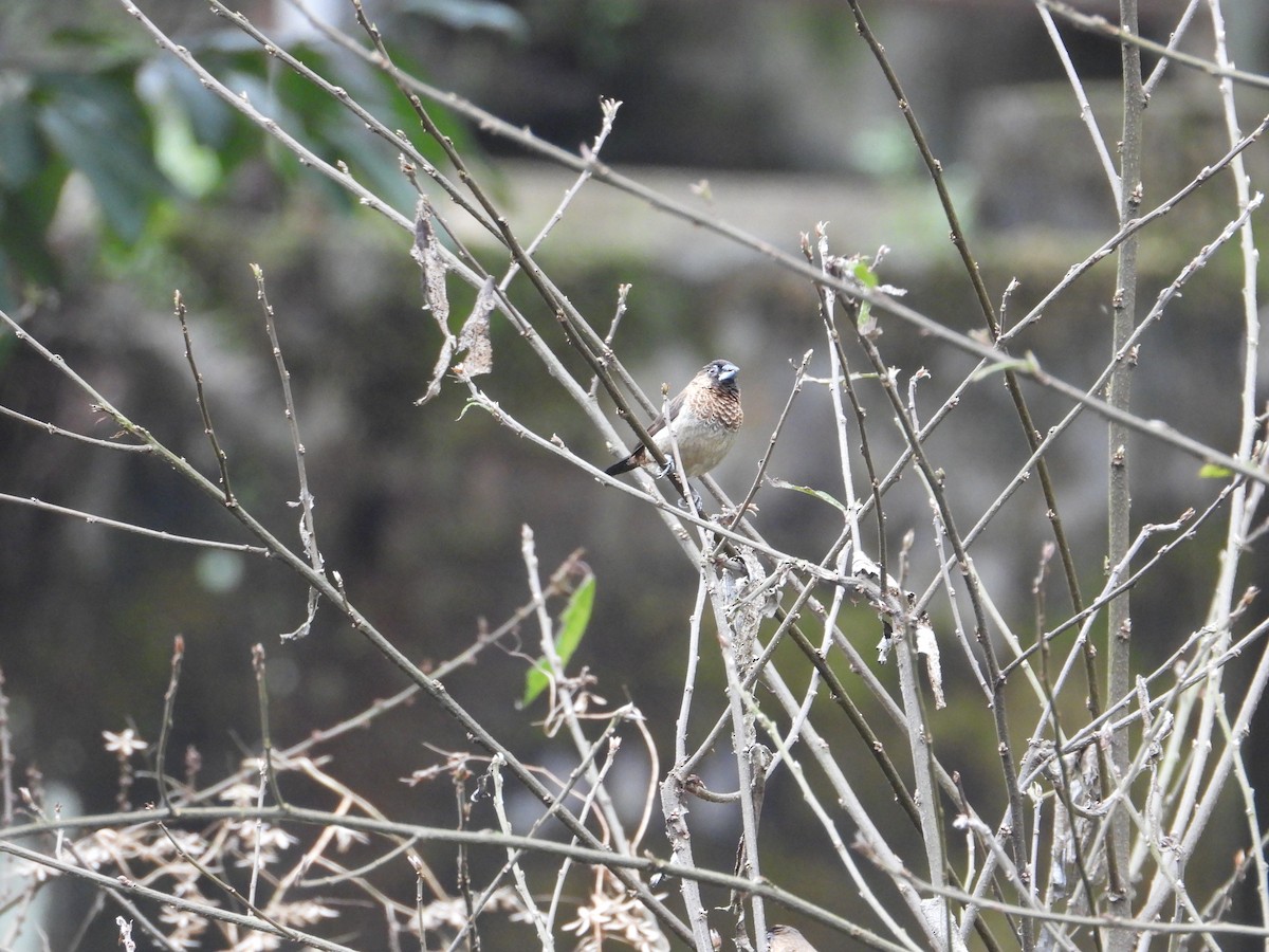 White-rumped Munia - ML620668073