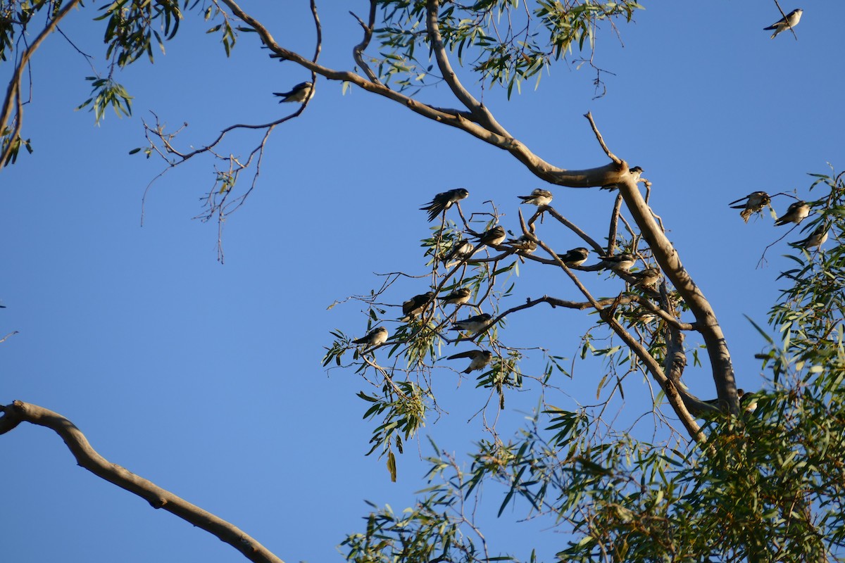 Golondrina Arborícola - ML620668075