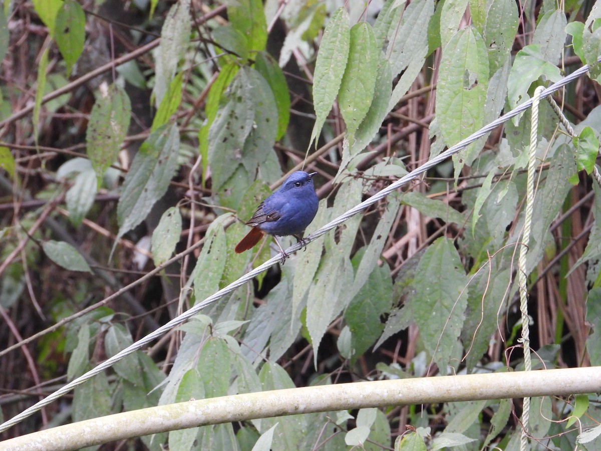 Plumbeous Redstart - ML620668082