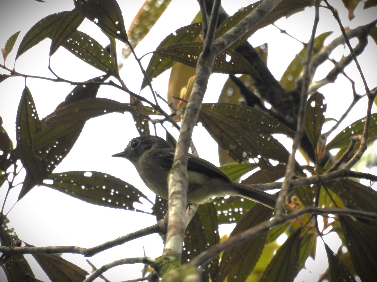 Slaty-capped Flycatcher - ML620668083