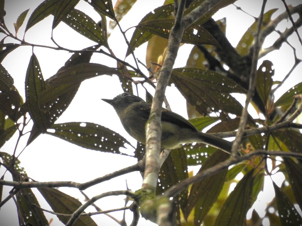 Slaty-capped Flycatcher - Michael Weisensee