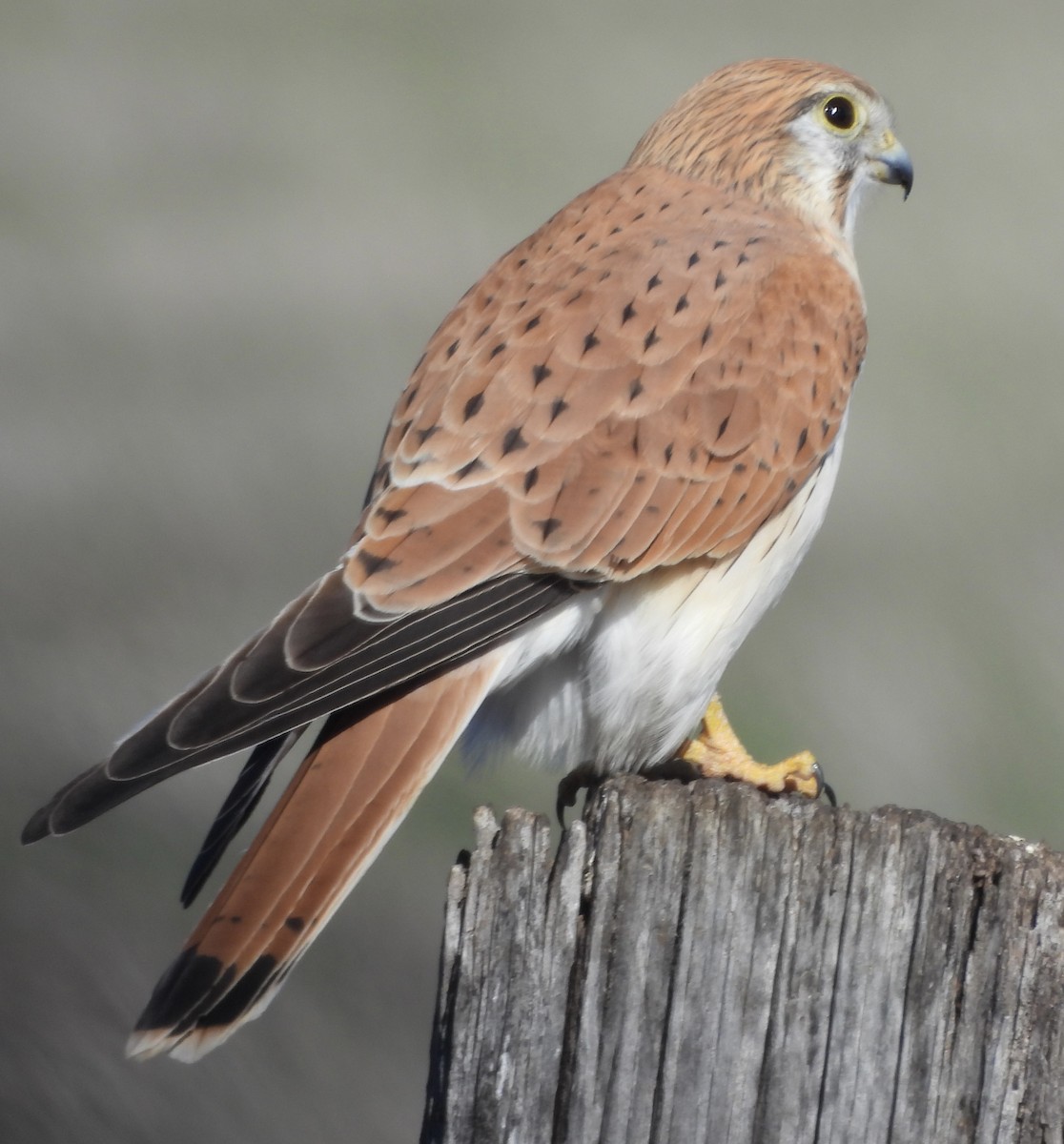 Nankeen Kestrel - Maylene McLeod