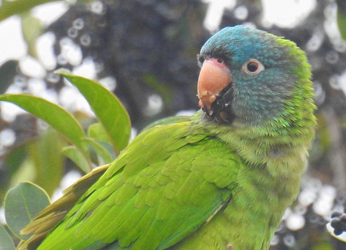 Conure à tête bleue - ML620668087