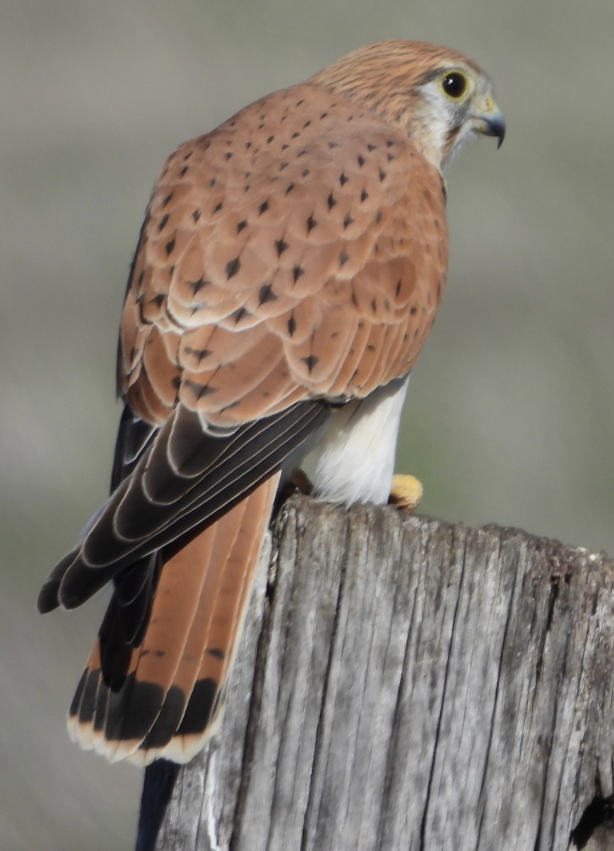 Nankeen Kestrel - ML620668089