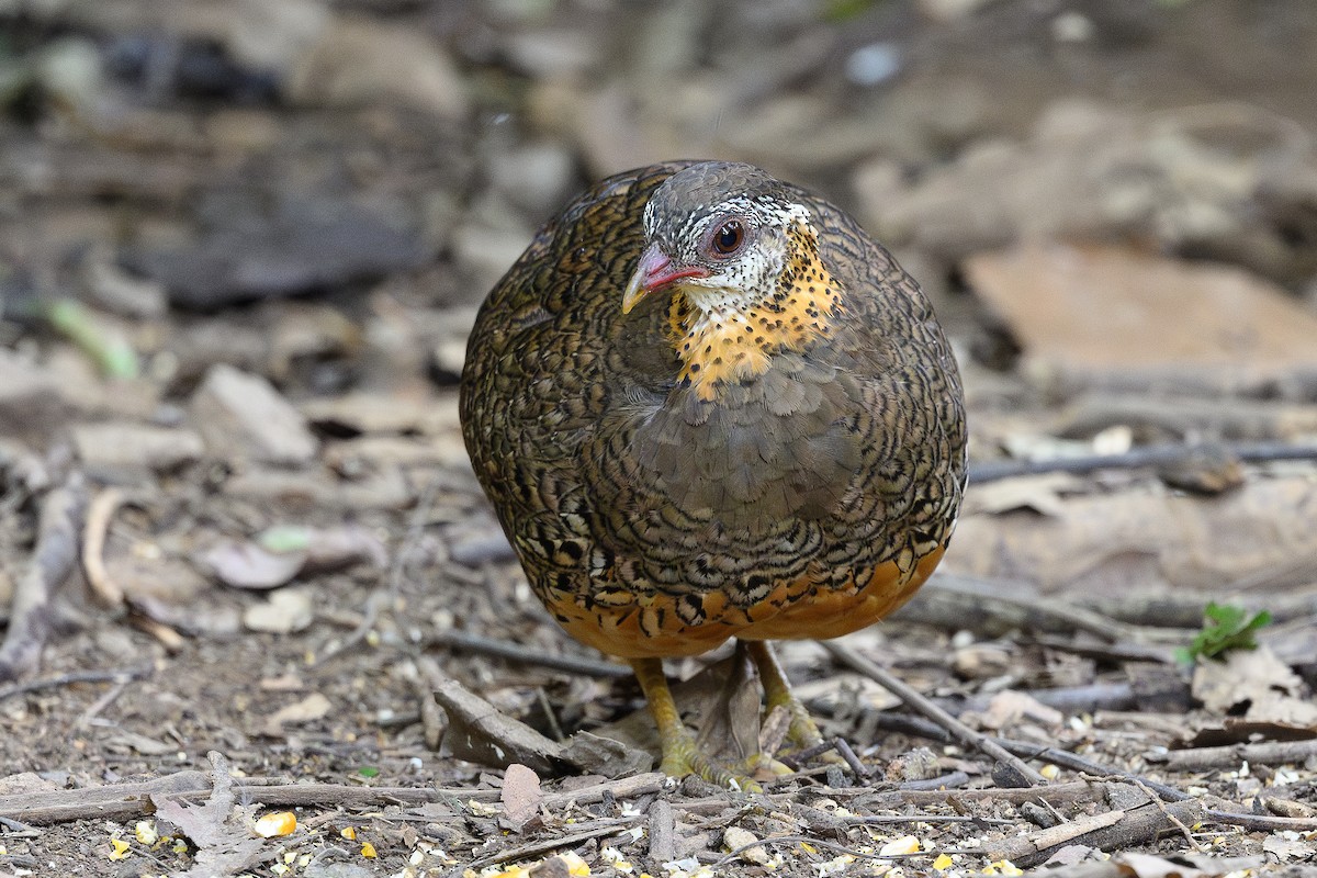 Scaly-breasted Partridge - ML620668092