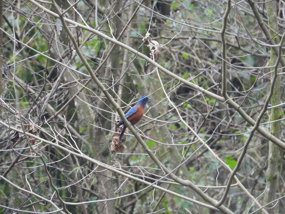 Chestnut-bellied Rock-Thrush - ML620668094