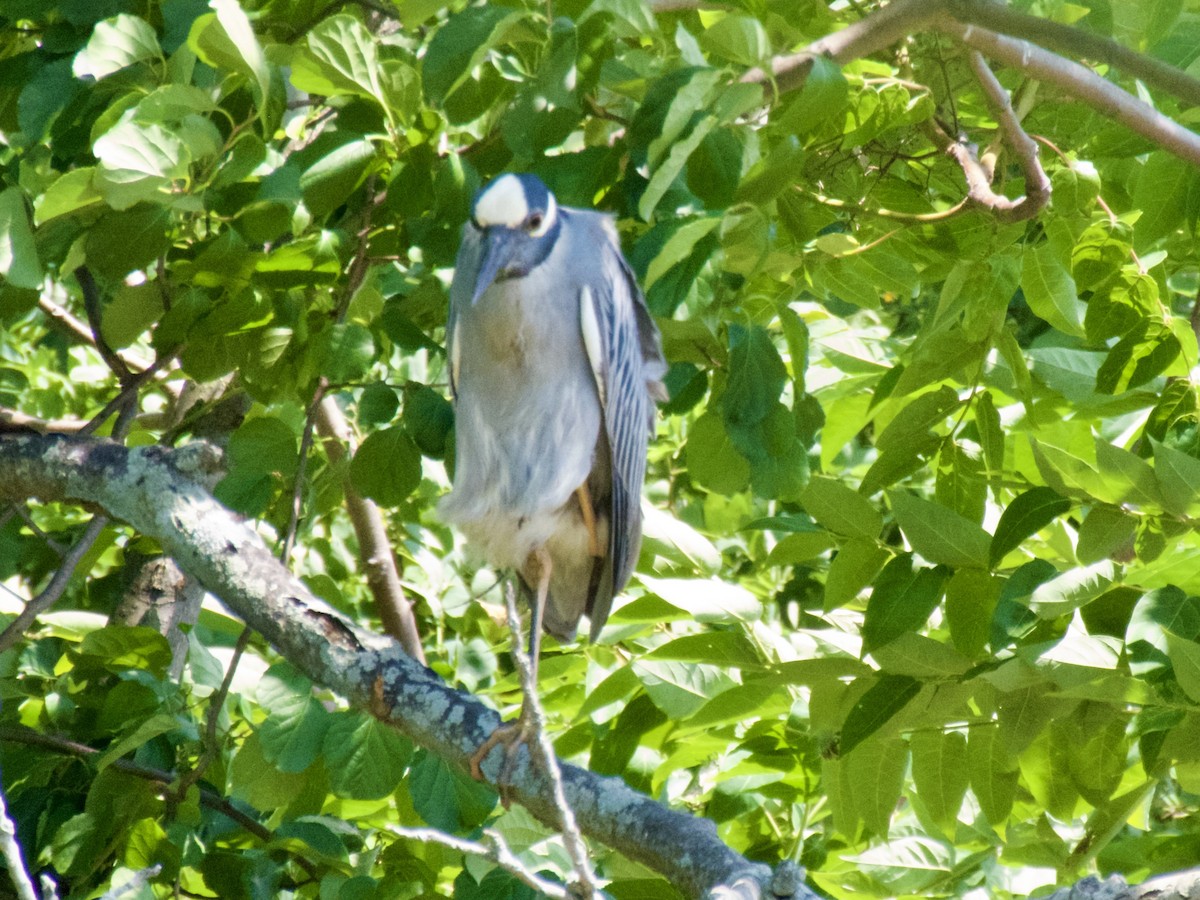 Yellow-crowned Night Heron - ML620668095