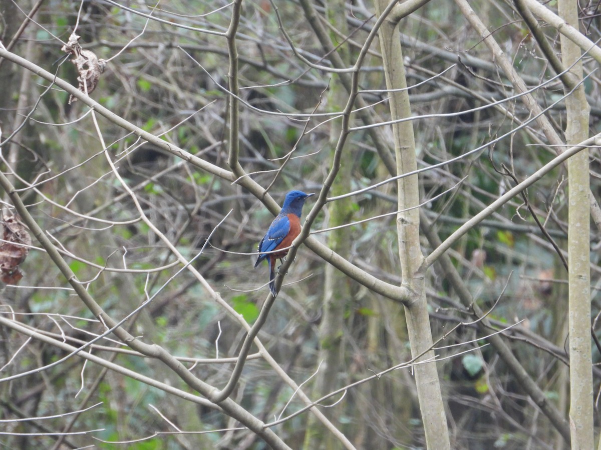 Chestnut-bellied Rock-Thrush - ML620668096