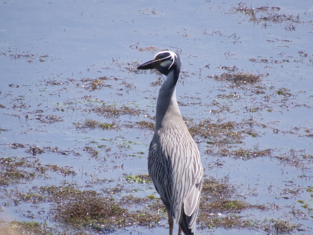 Yellow-crowned Night Heron - ML620668097