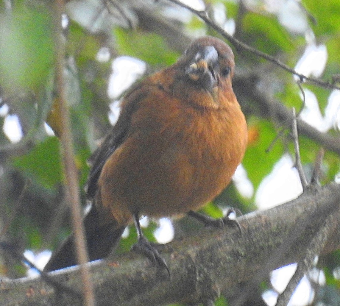 Ultramarine Grosbeak - ML620668098