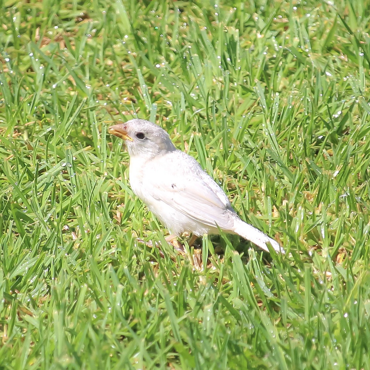 House Sparrow - ML620668101