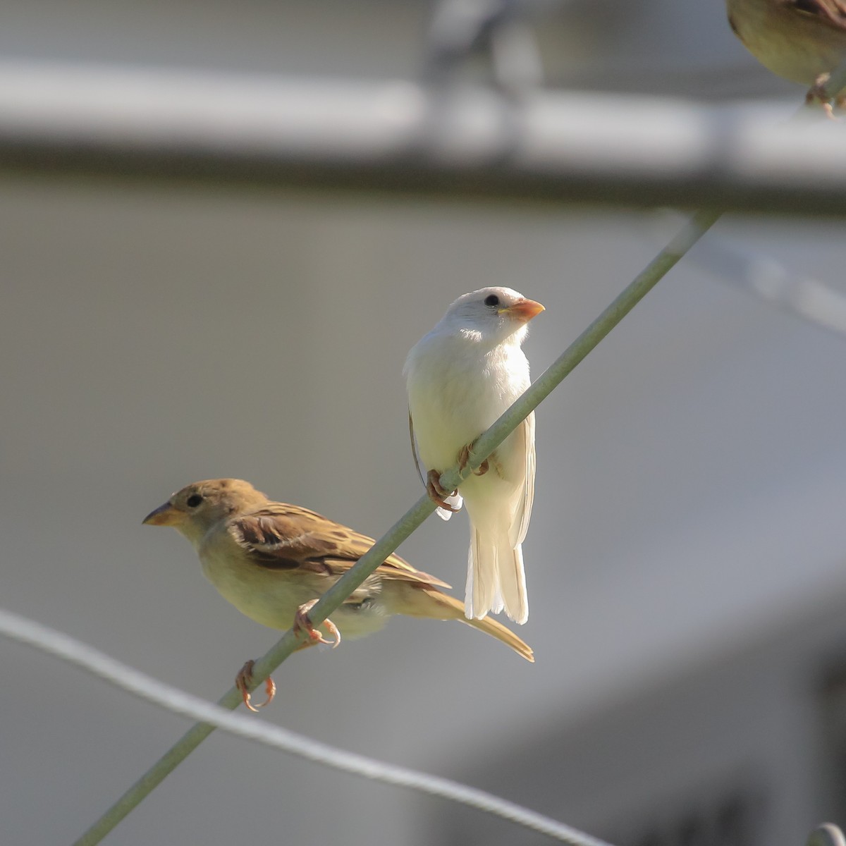 House Sparrow - ML620668102