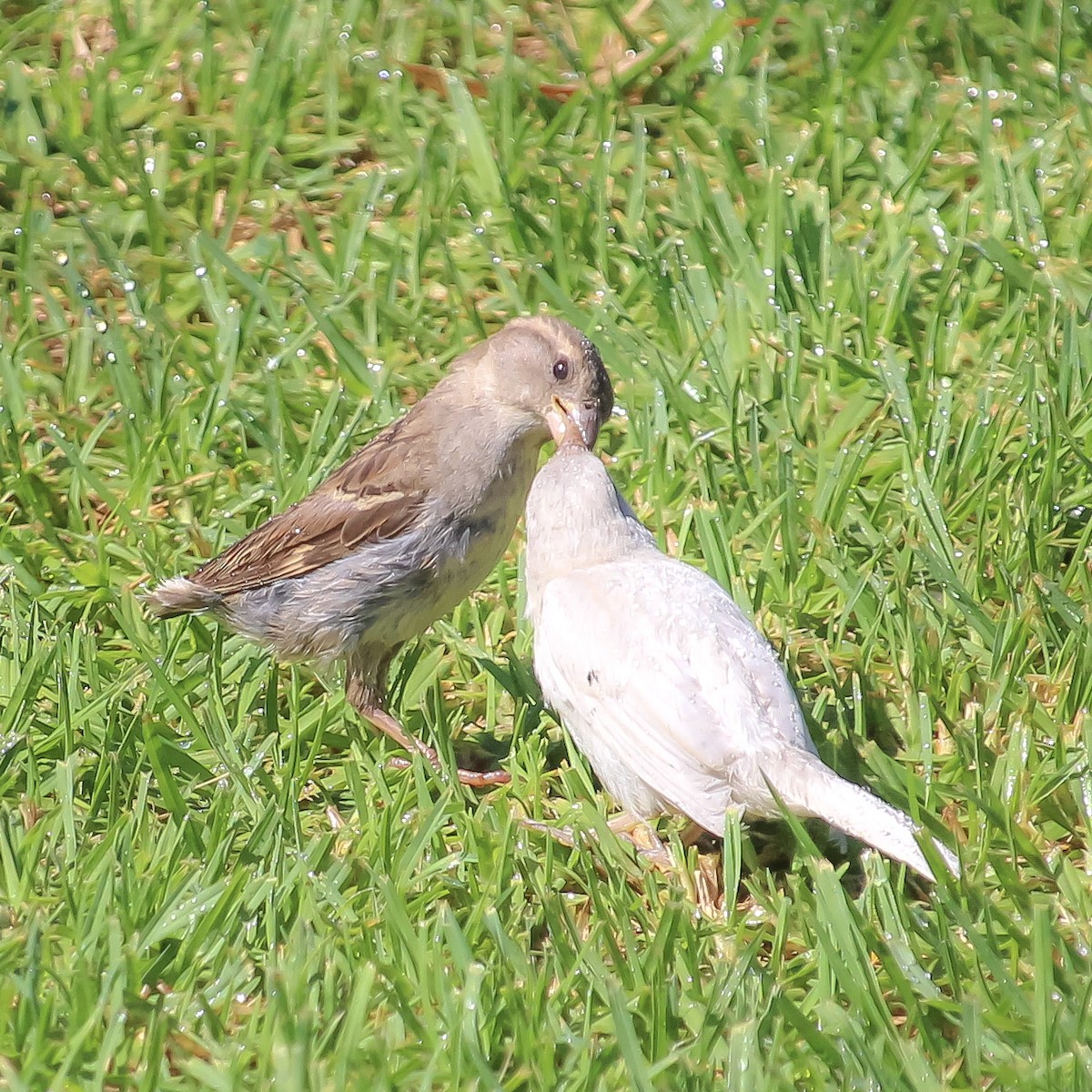 House Sparrow - ML620668103