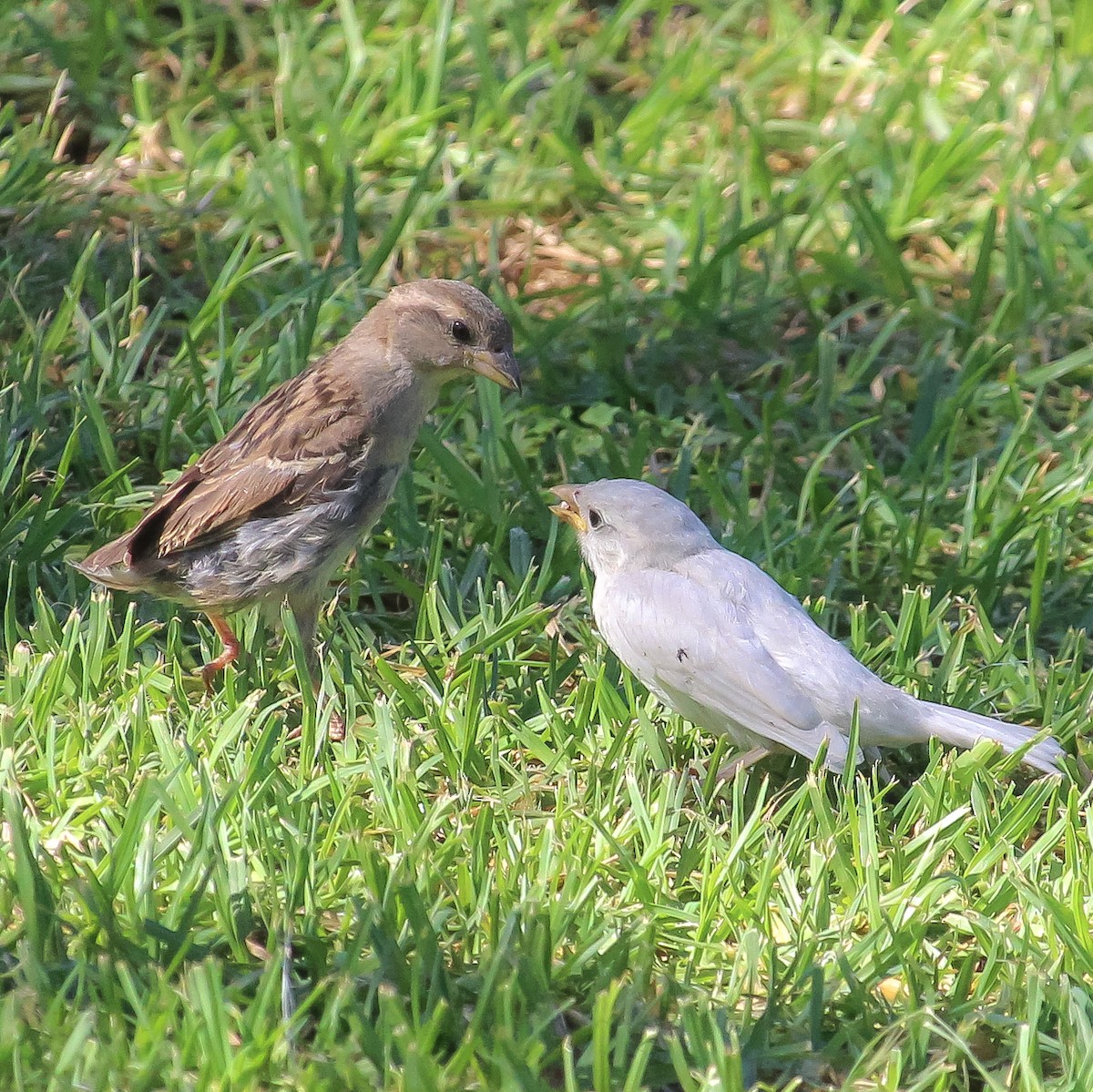 House Sparrow - ML620668105