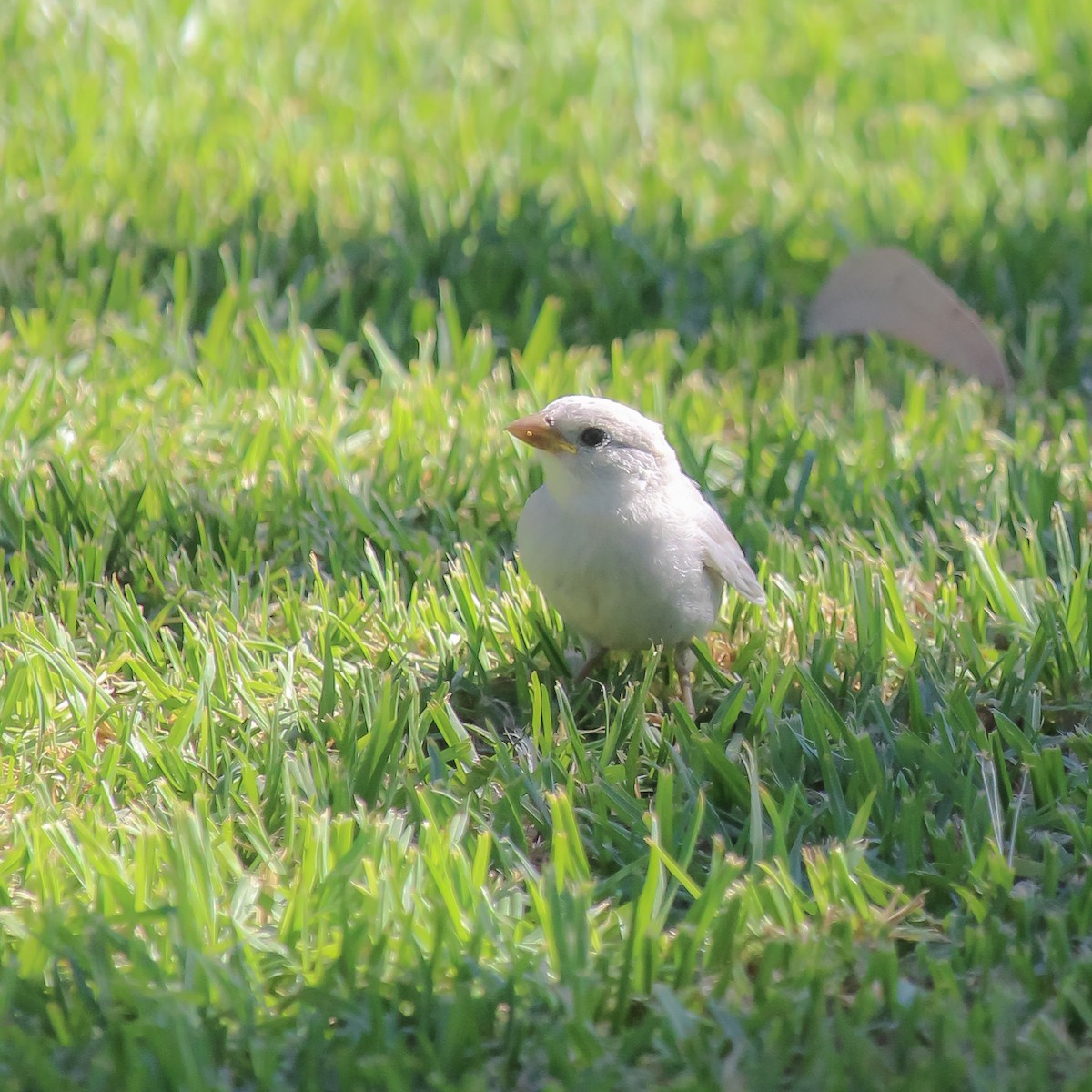 House Sparrow - ML620668106