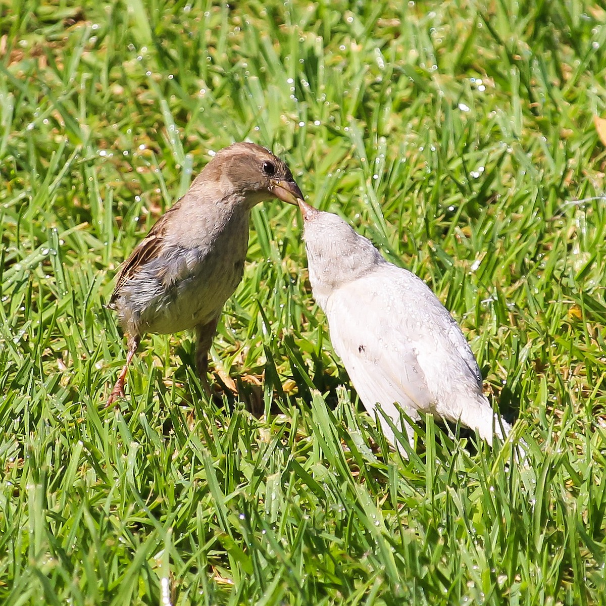 House Sparrow - ML620668107