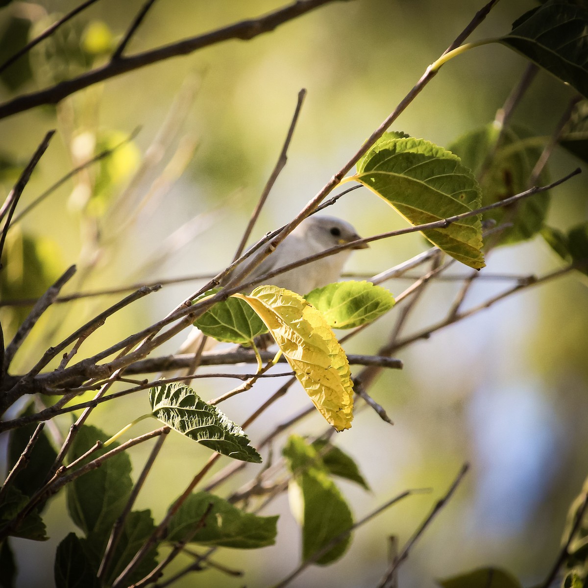 Moineau domestique - ML620668108