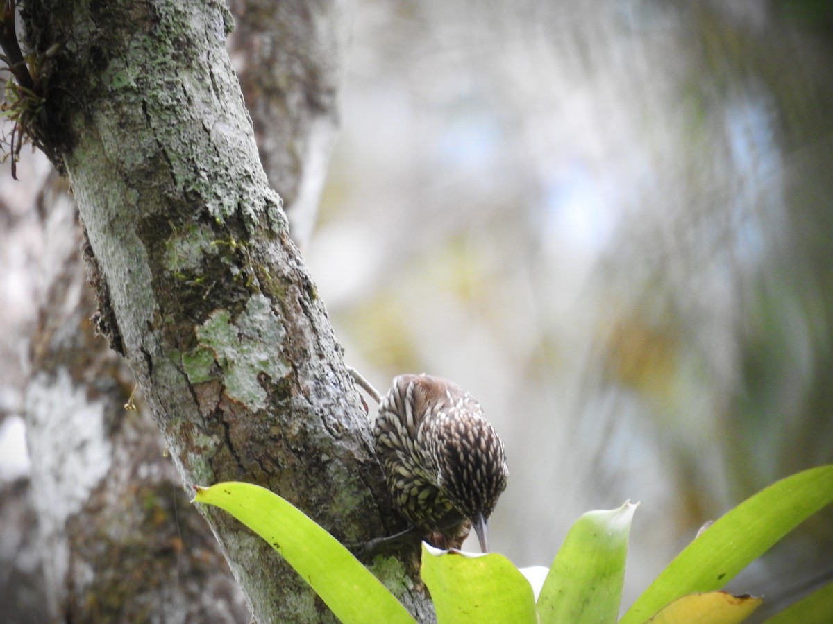 Streak-headed Woodcreeper - ML620668112