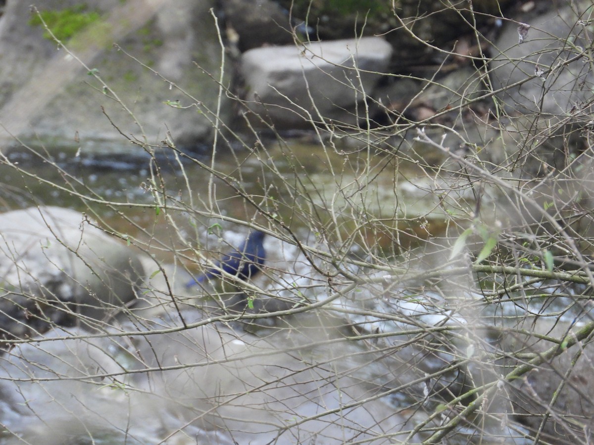 Blue Whistling-Thrush - ML620668113