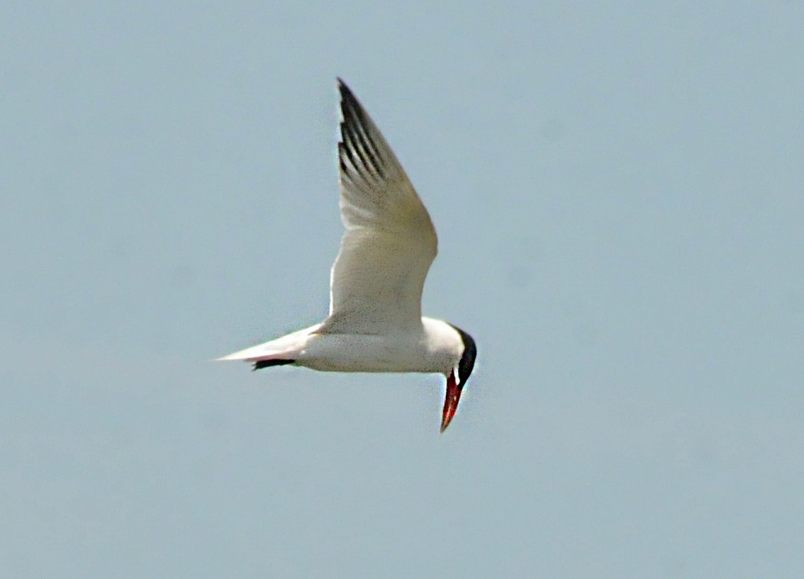 Caspian Tern - ML620668114