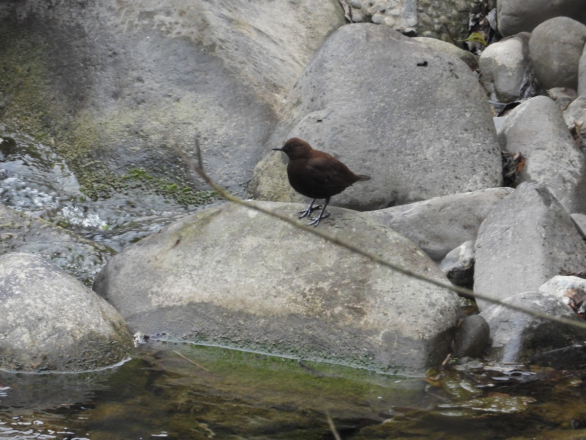 Brown Dipper - ML620668115