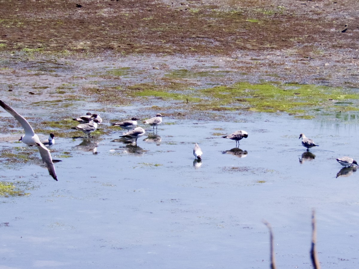 Laughing Gull - ML620668118