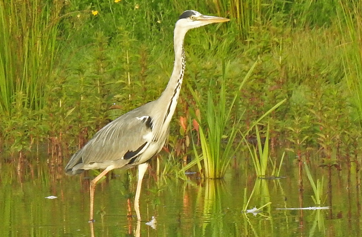 Gray Heron - ML620668119