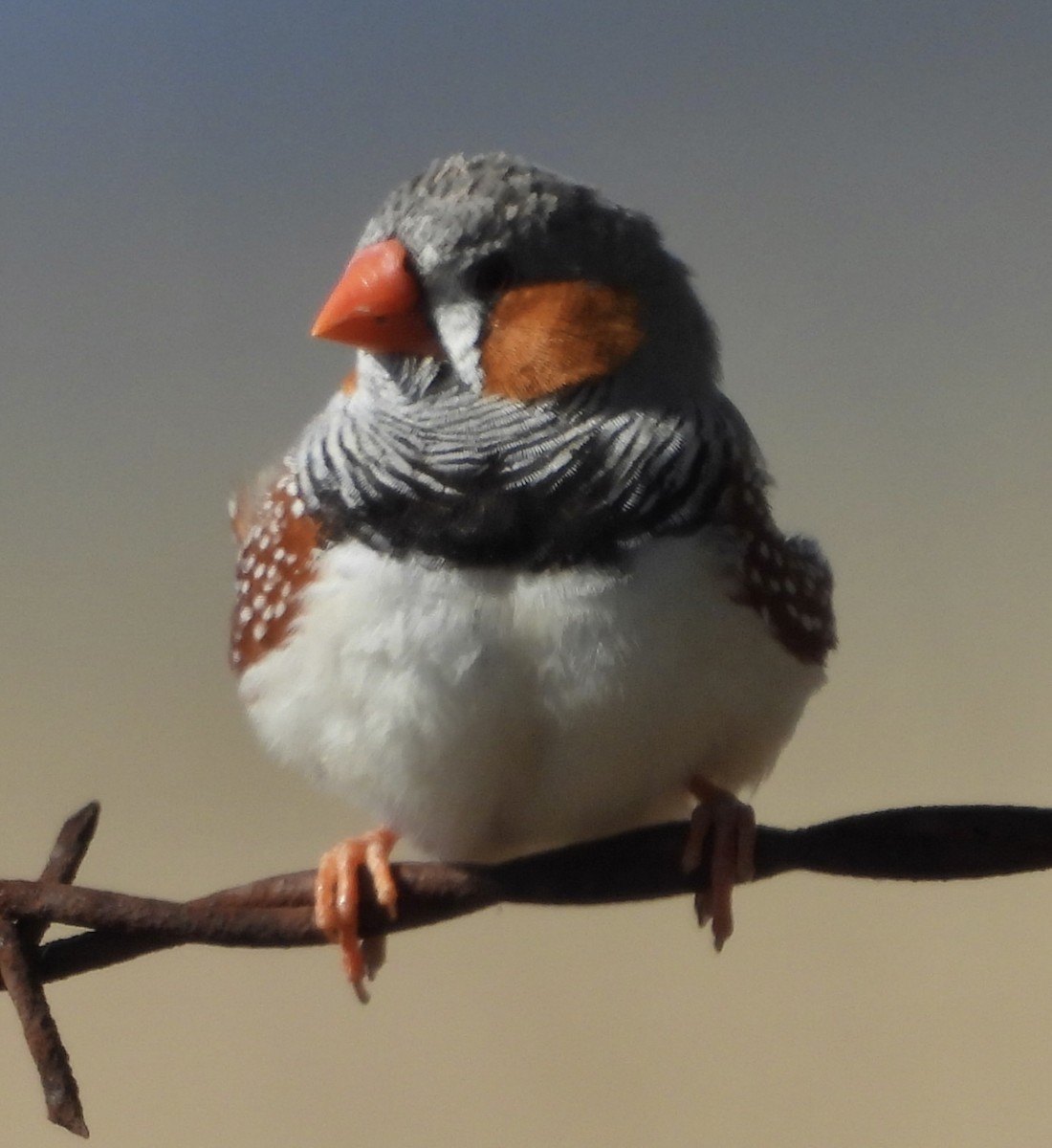 Zebra Finch - ML620668120