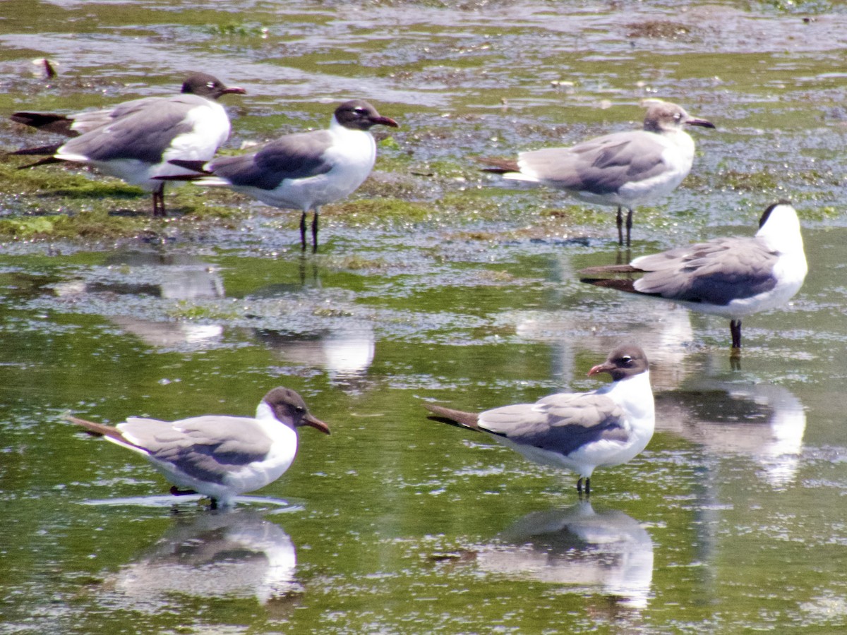 Mouette atricille - ML620668121