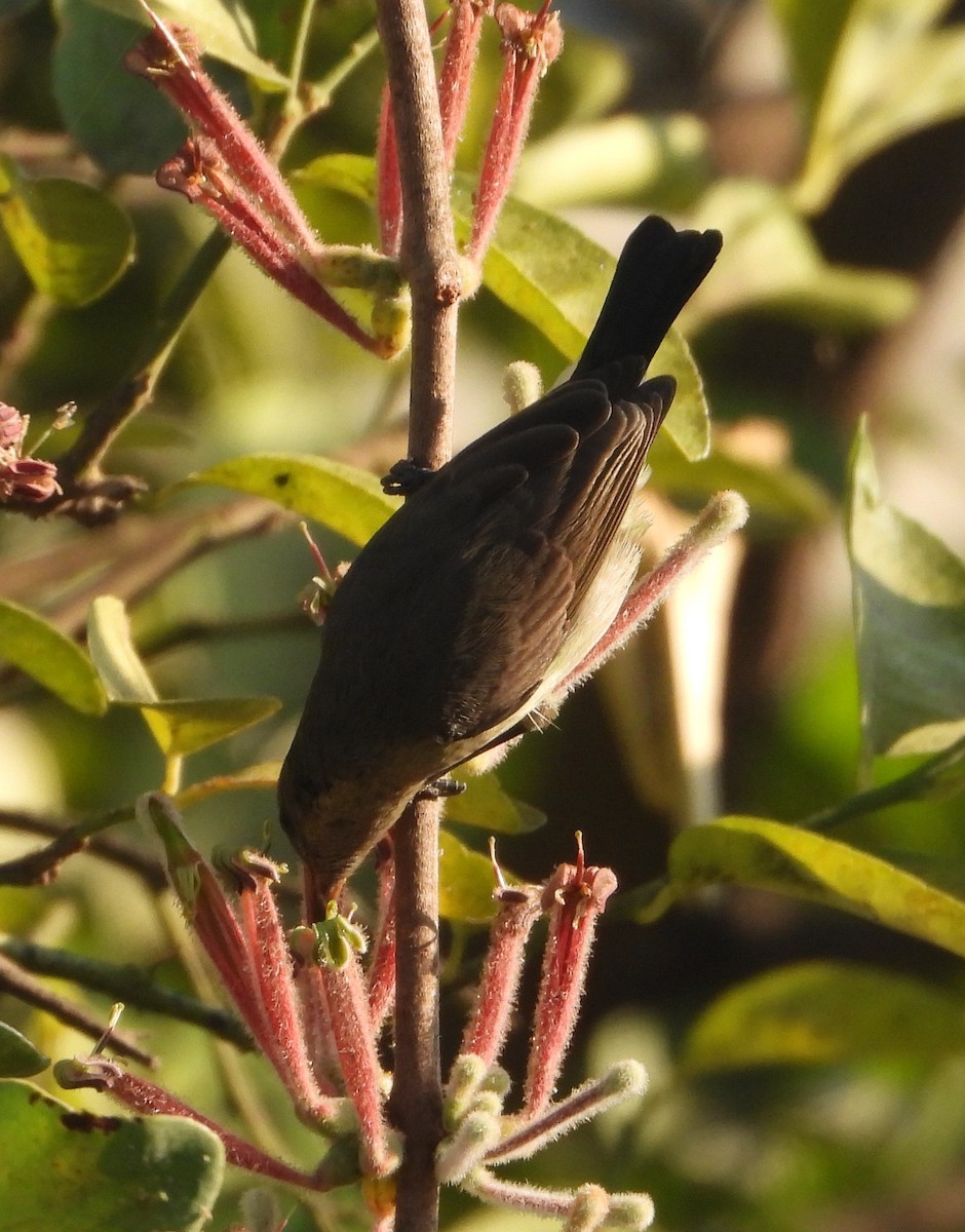 Variable Sunbird - ML620668123