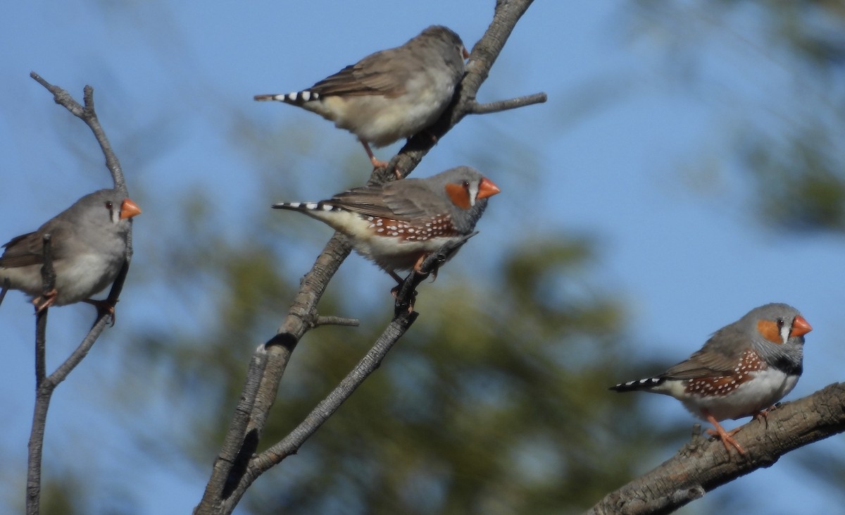 Zebra Finch - ML620668126