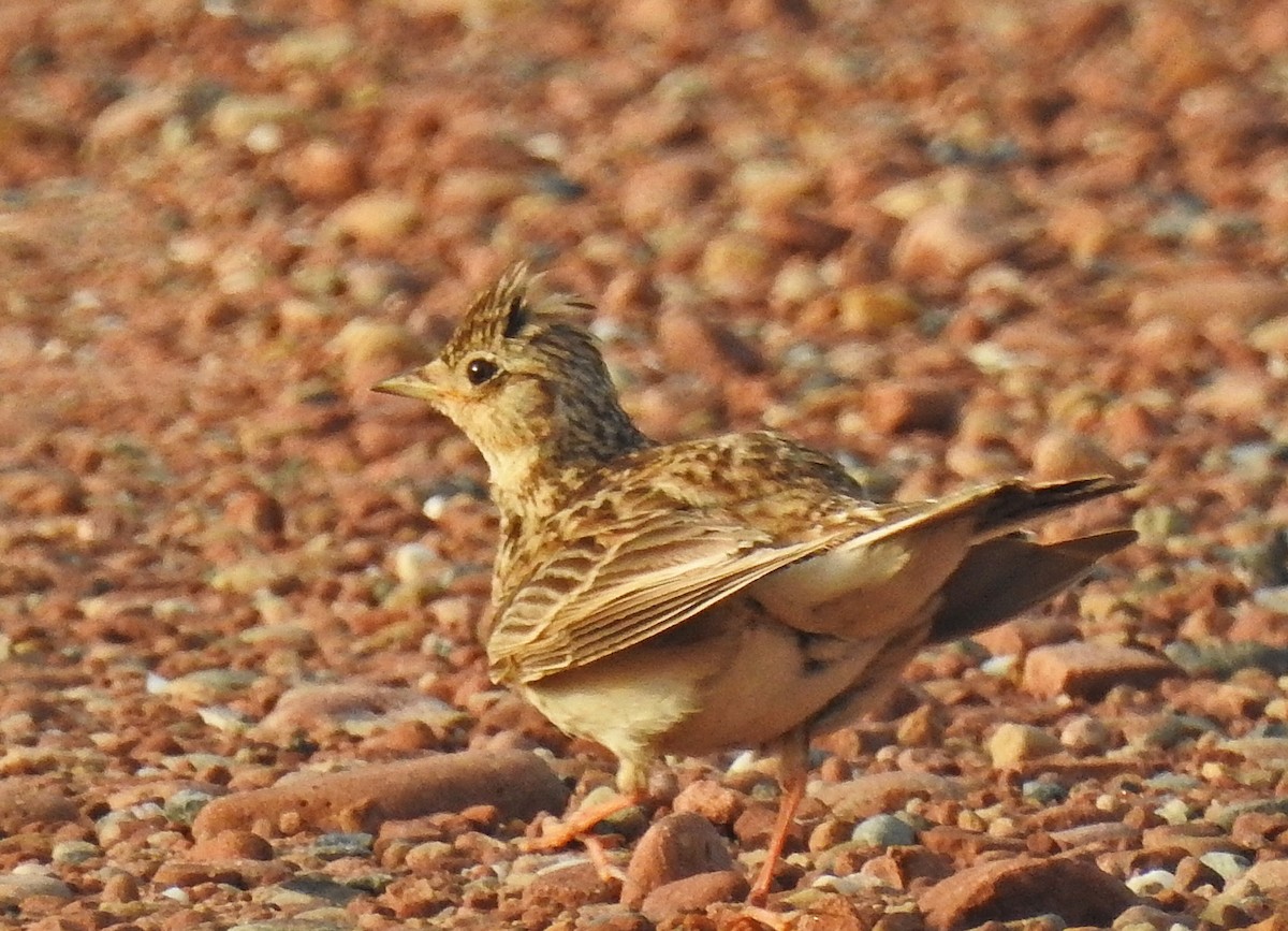 Eurasian Skylark - ML620668128