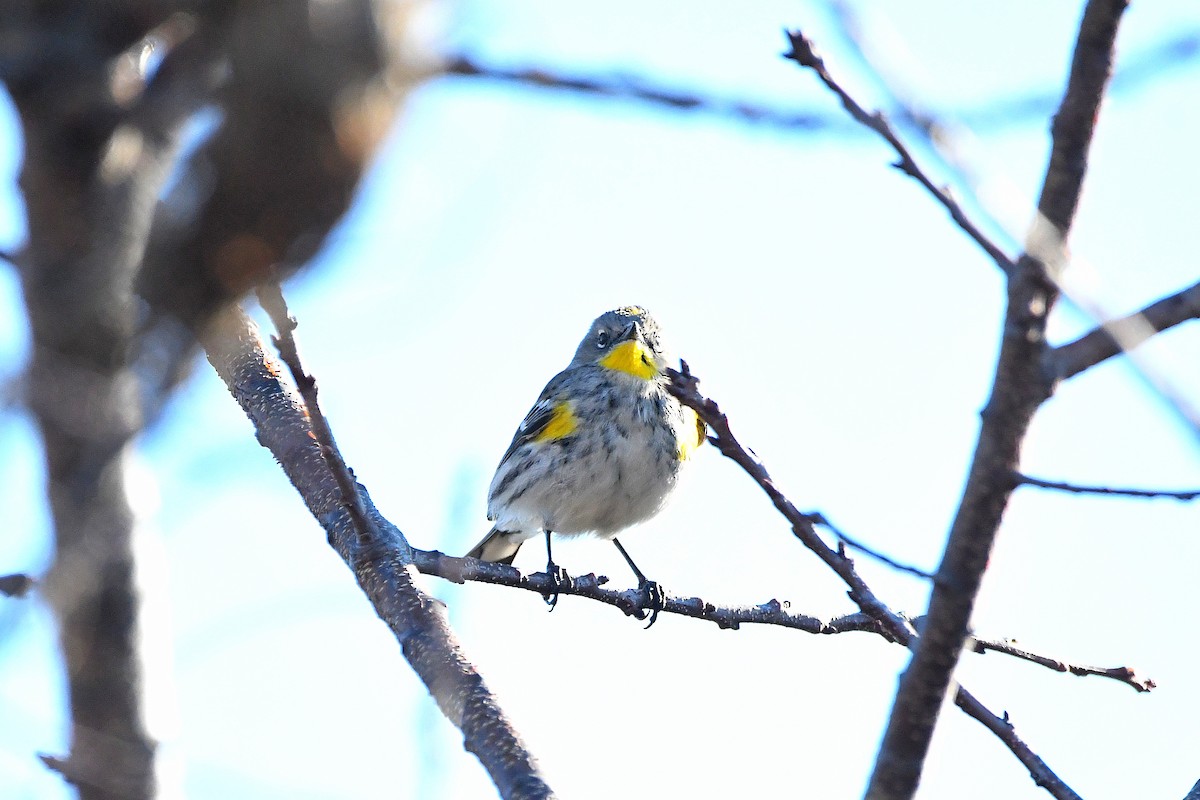 Yellow-rumped Warbler (Audubon's) - ML620668129