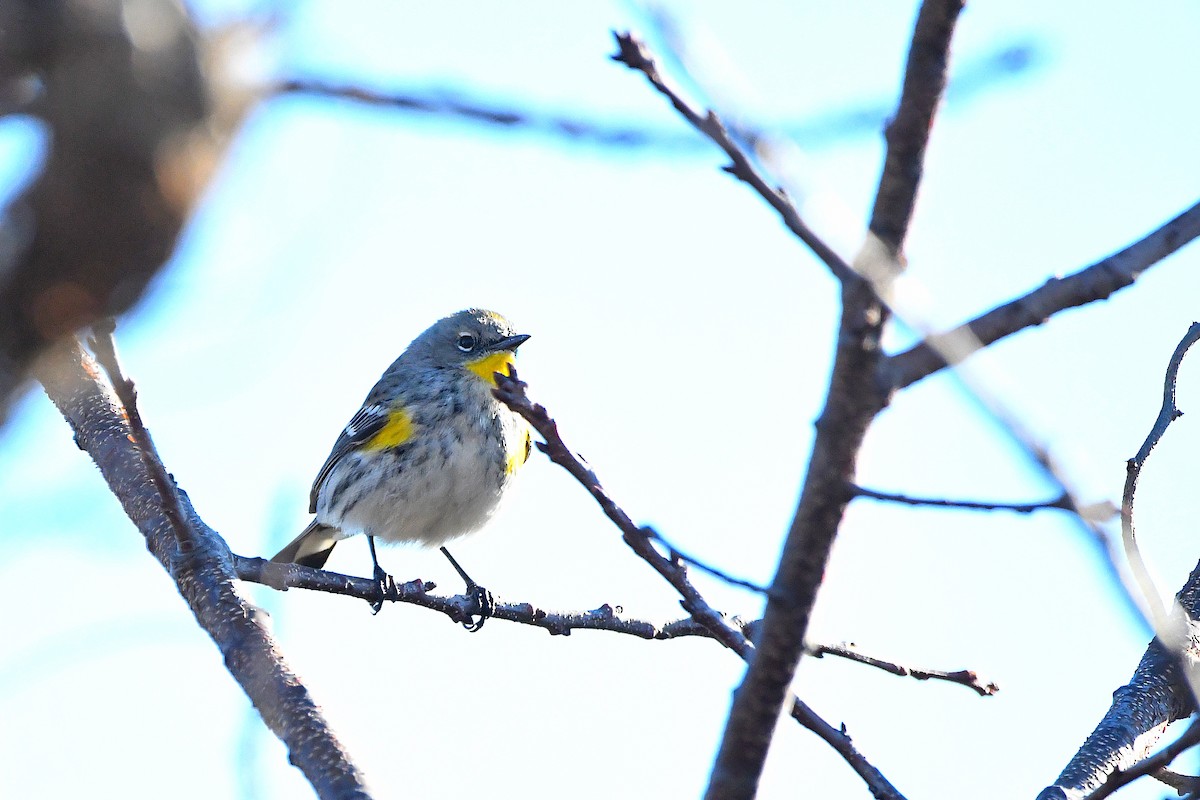 Yellow-rumped Warbler (Audubon's) - ML620668130