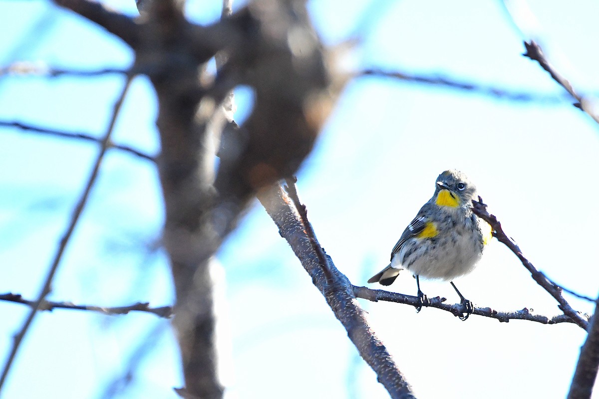 Yellow-rumped Warbler (Audubon's) - ML620668131