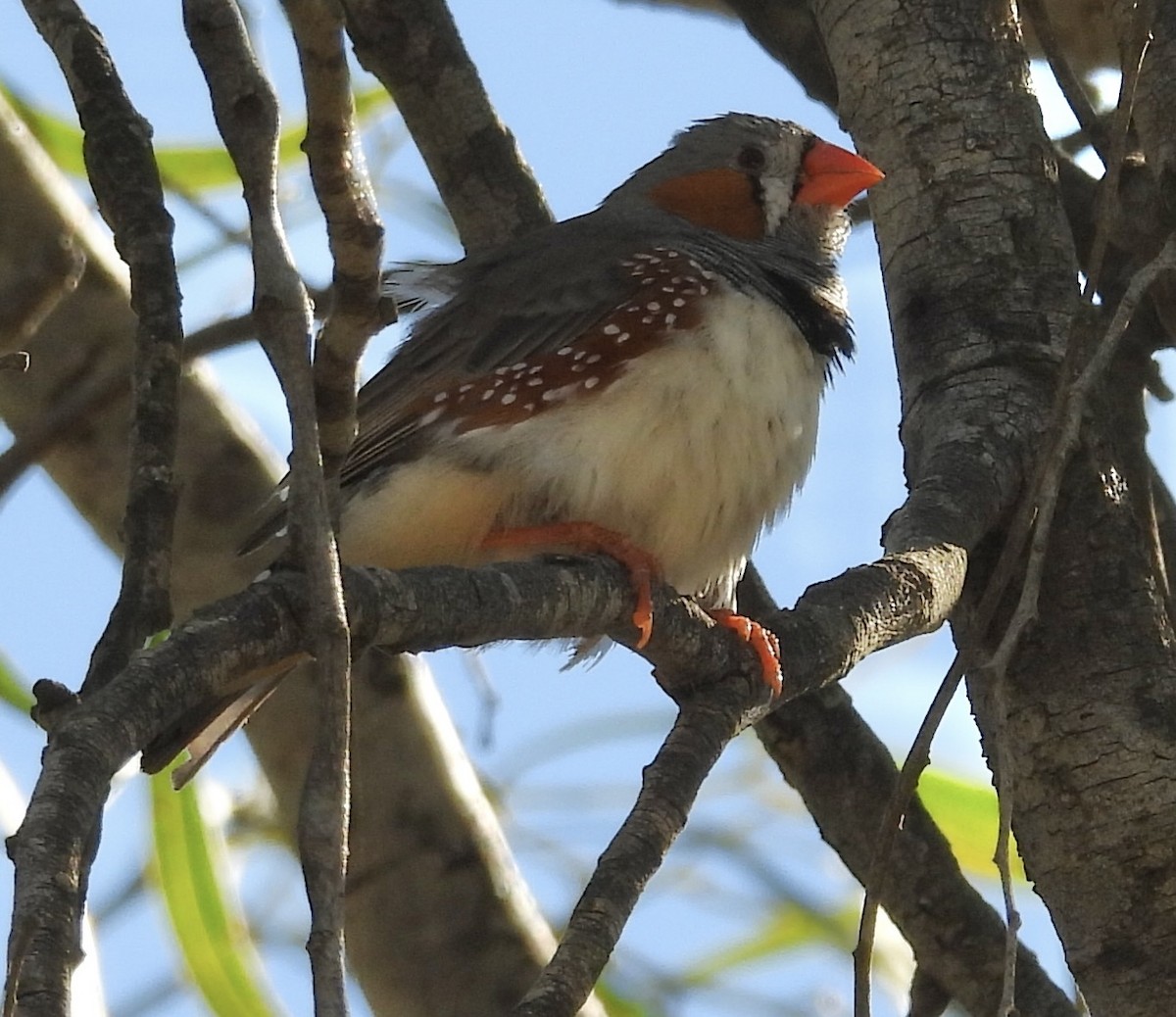 Zebra Finch - ML620668132