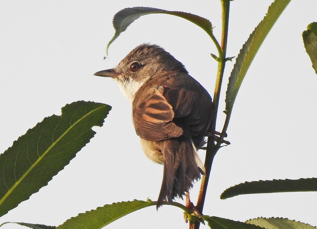 Greater Whitethroat - ML620668133