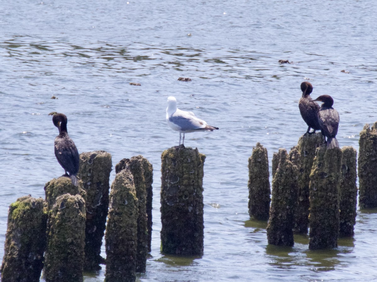 Cormoran à aigrettes - ML620668135