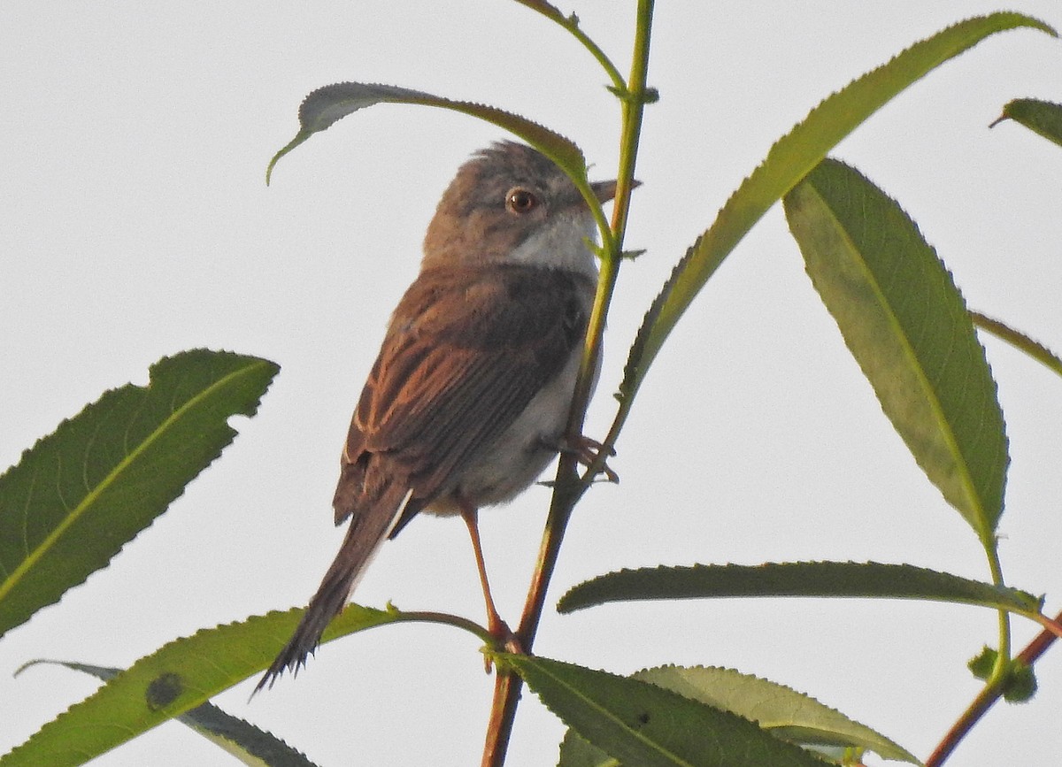 Greater Whitethroat - ML620668136