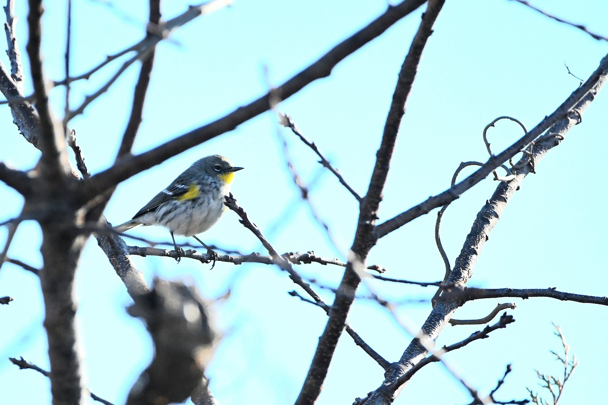 Yellow-rumped Warbler (Audubon's) - ML620668137