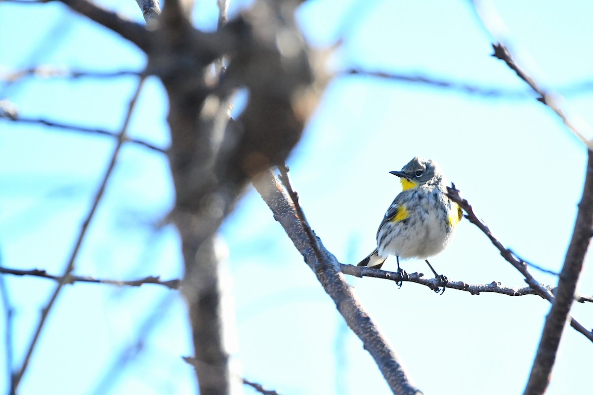 Yellow-rumped Warbler (Audubon's) - ML620668138