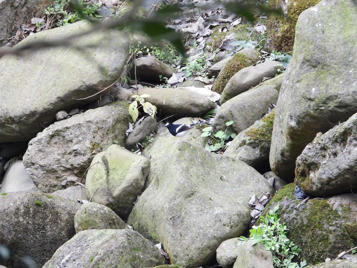 White-crowned Forktail - ML620668139