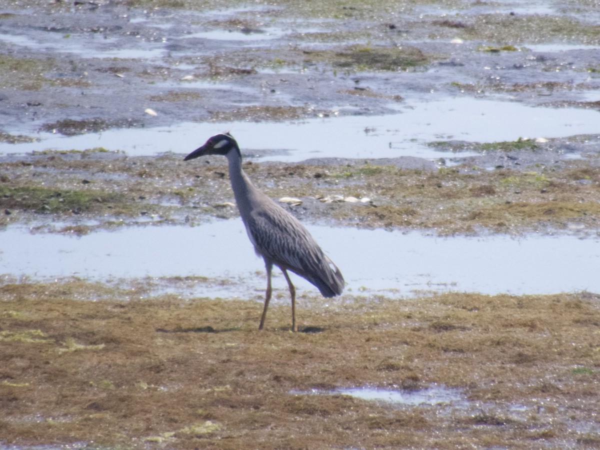 Yellow-crowned Night Heron - ML620668140