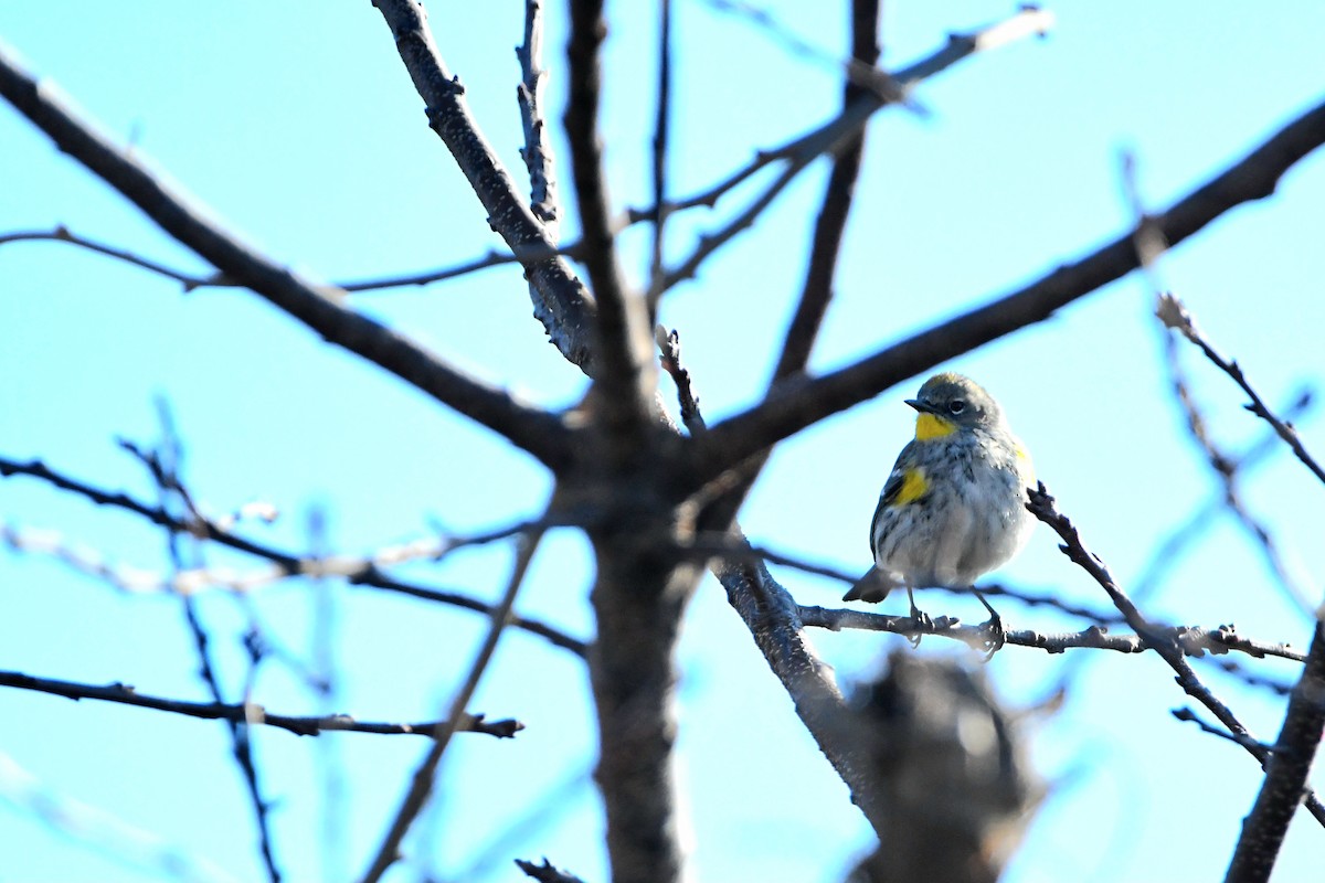 Yellow-rumped Warbler (Audubon's) - ML620668141