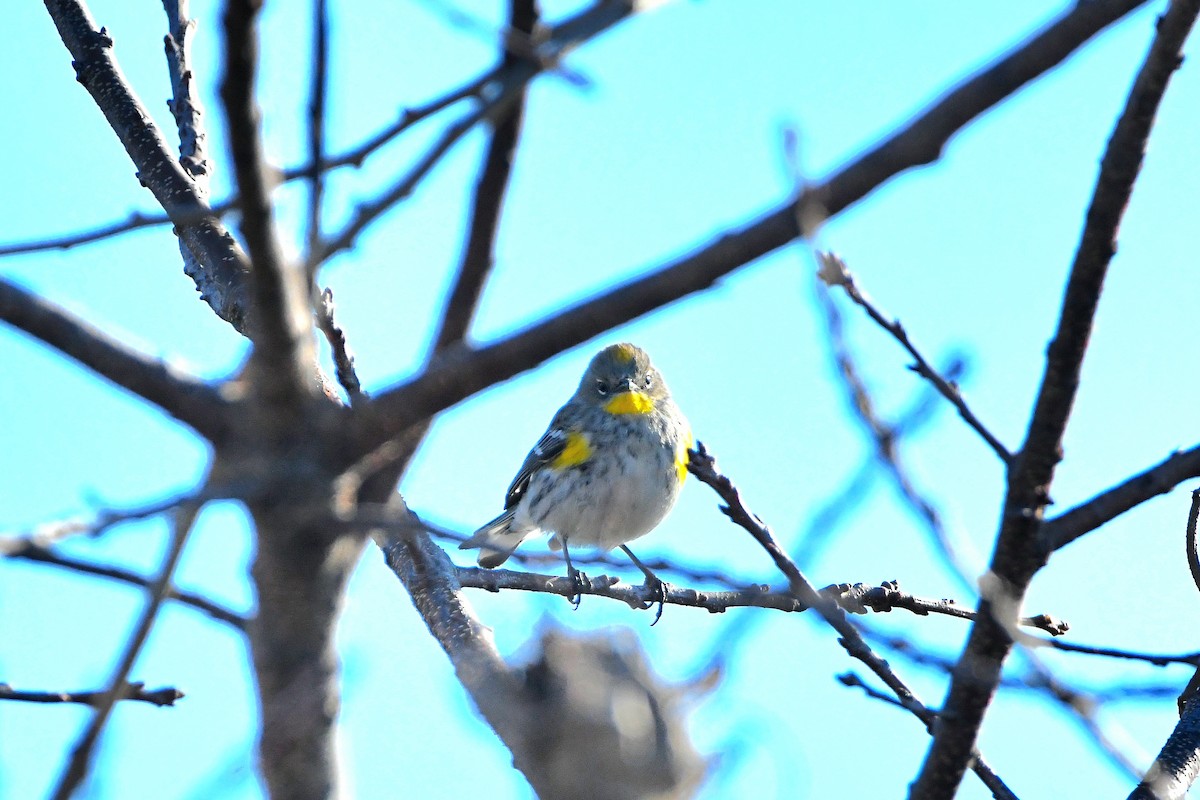 Yellow-rumped Warbler (Audubon's) - ML620668142