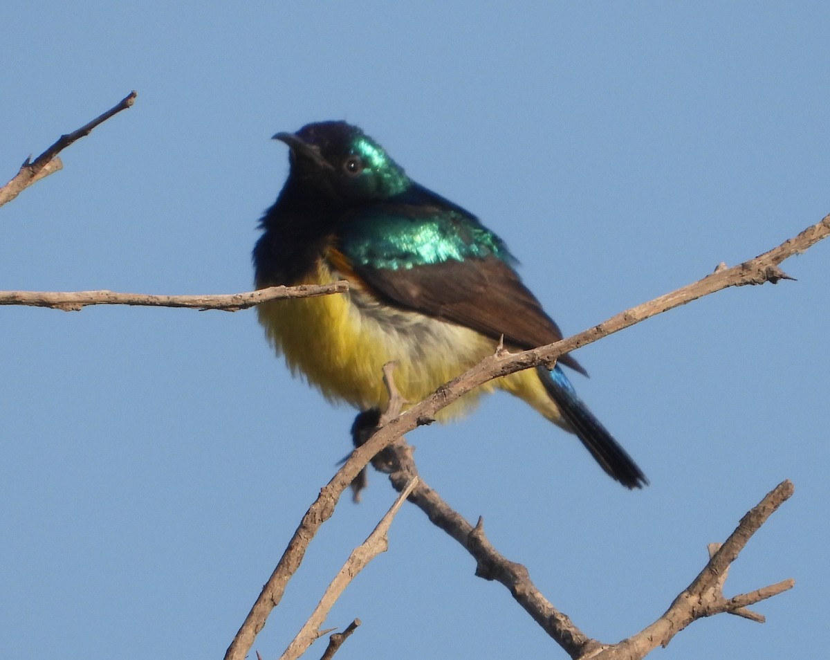 Variable Sunbird - ML620668143