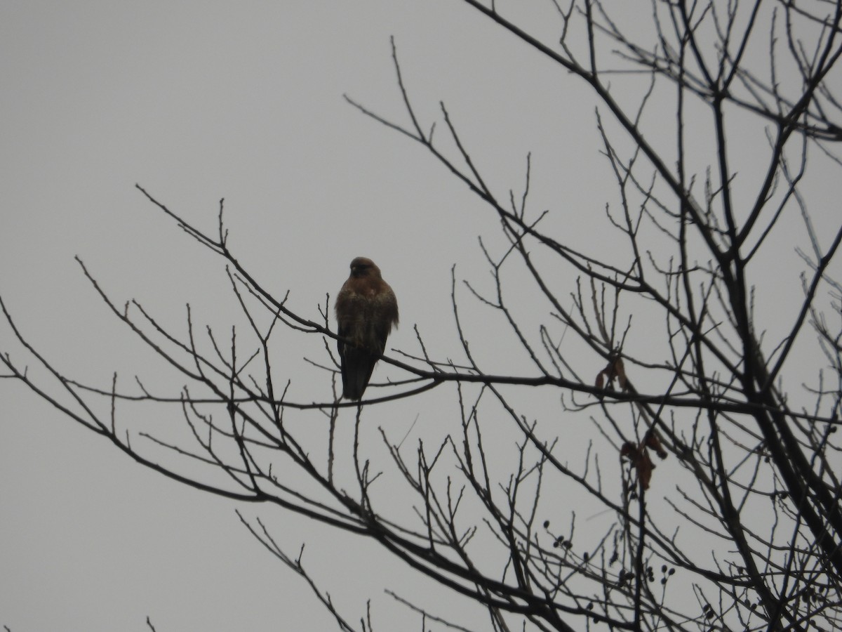 Eastern Buzzard - ML620668144