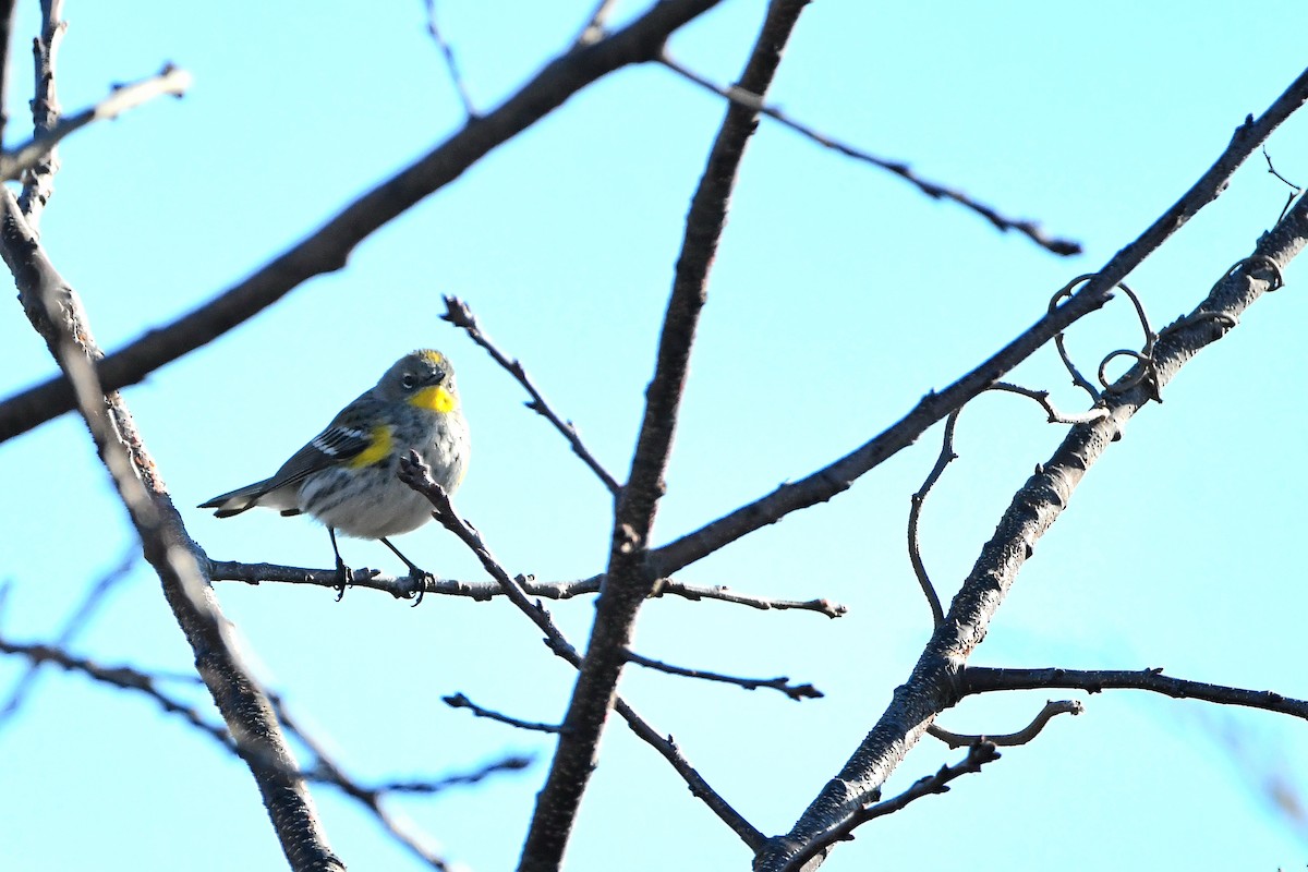 Paruline à croupion jaune (auduboni) - ML620668147