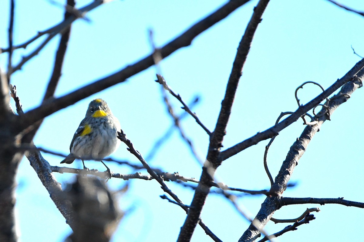 Yellow-rumped Warbler (Audubon's) - ML620668148