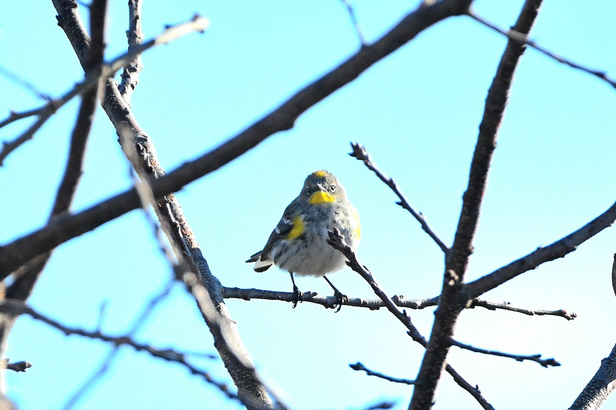 Yellow-rumped Warbler (Audubon's) - ML620668156